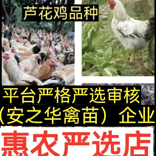 南宁芦花鸡.山鸡.珍珠鸡、（平台严选店），质量有保障