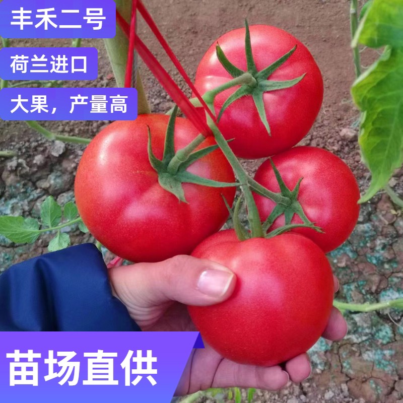 寿光市早春硬粉大果西红柿苗，丰禾二号，高抗病毒早熟番茄苗荷兰