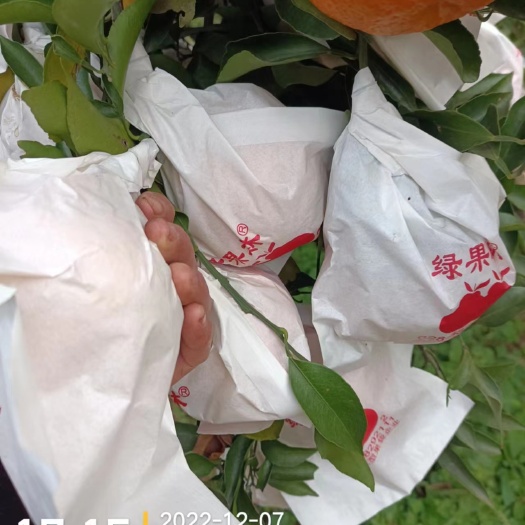 资阳粑粑柑