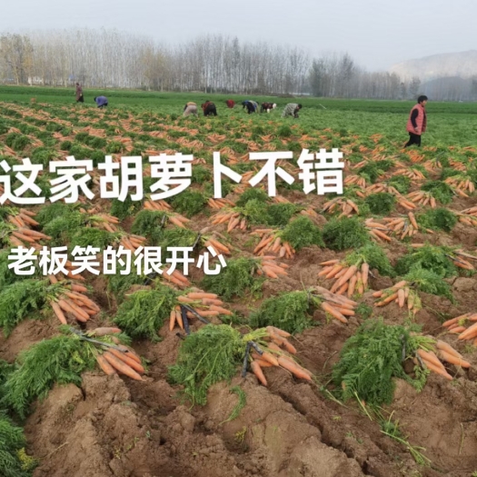 宿州胡萝卜，青萝卜