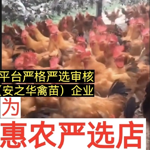 快大黄鸡.K9麻黄鸡 、（平台严选店），质量有保障