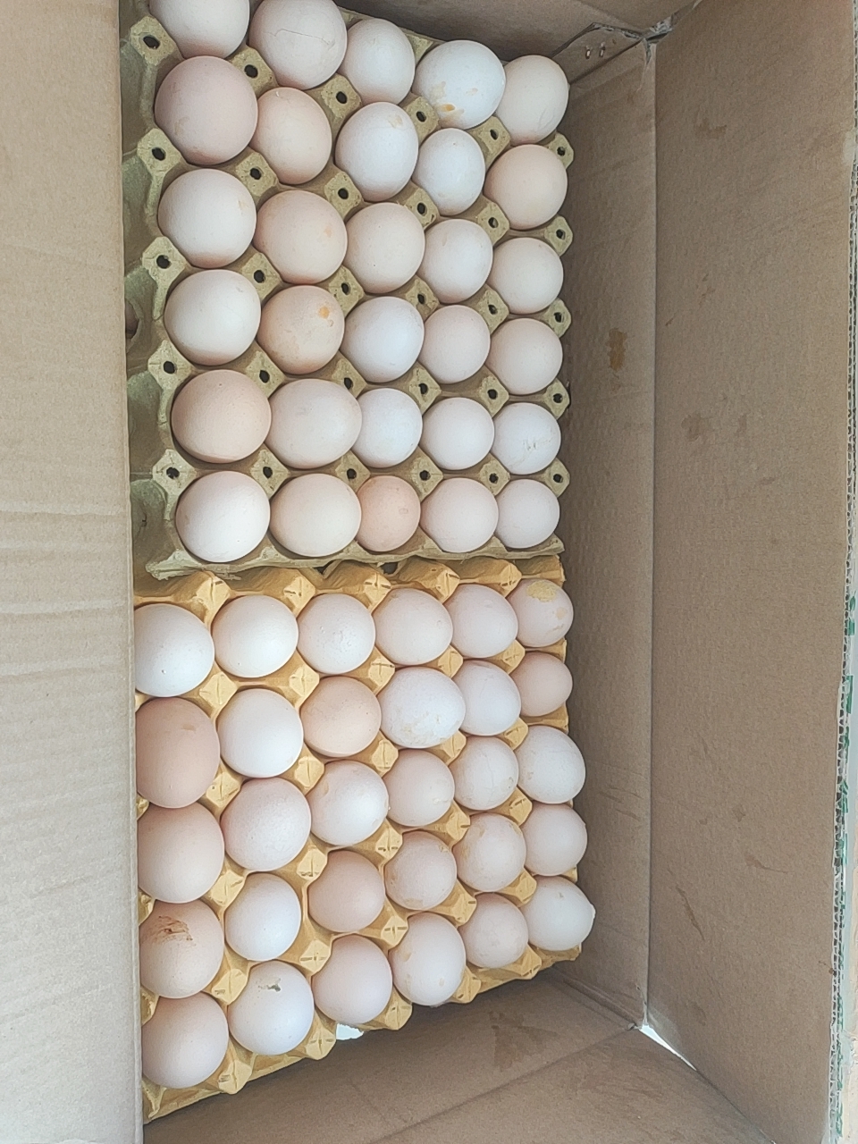 广州土鸡蛋 山林散养土鸡蛋，大中小码都有货，鸡场直销
