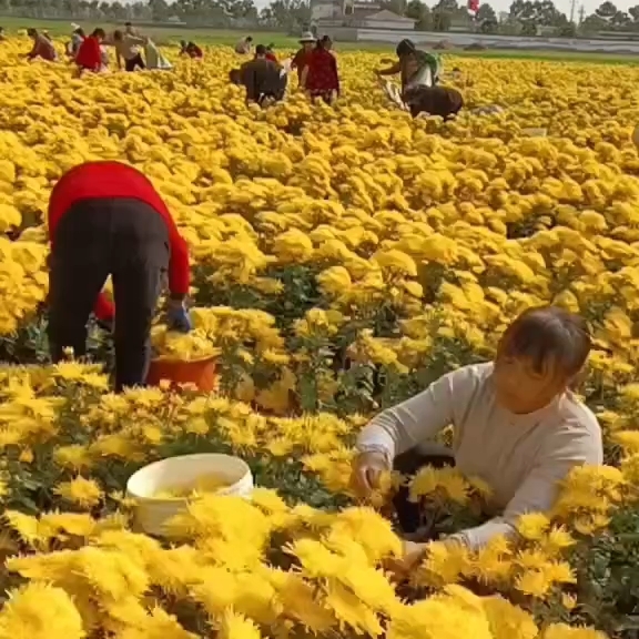 金丝皇菊一朵一杯通货散装批发大朵菊花茶