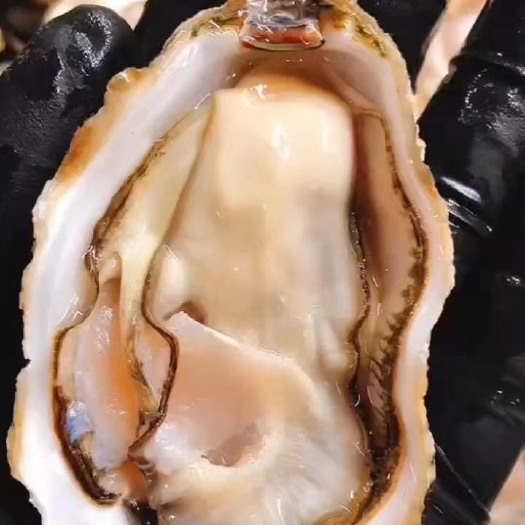 乳山市精品乳山生蚝  三倍体生蚝  净化好产地直发
