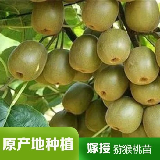 苍溪县苍溪红心猕猴桃嫁接果苗基地直发包邮