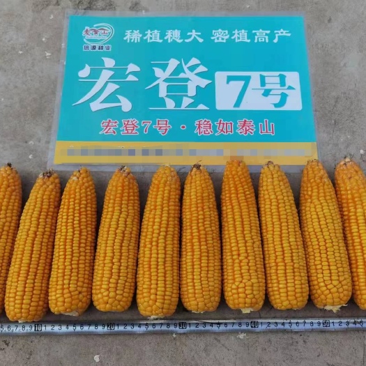 宏登7号玉米种子包邮杂交矮秆大棒产量高适种区域广适应性强。