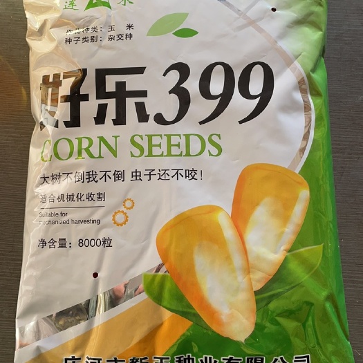 沈阳好乐399、紫杆大棒抗倒伏、小亩2300斤