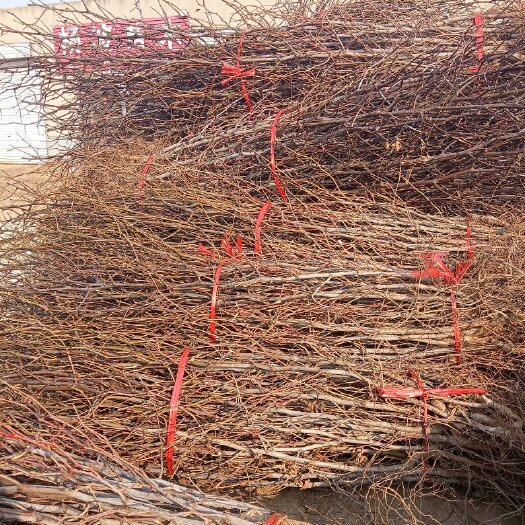 平邑县我公司大量批发零售红枣树苗