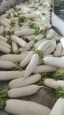 天门市精品萝卜