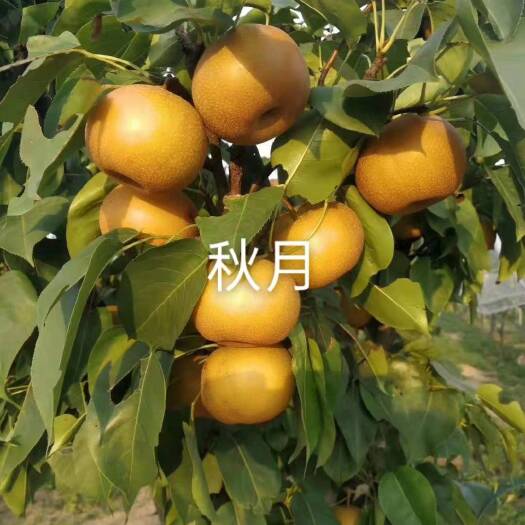 泰安秋月梨树苗 梨树新品种 山东梨树苗基地
