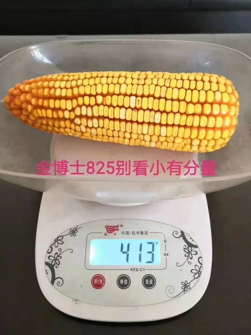 金博士825玉米种子 金博士825 大田种植玉米 高产