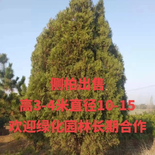 侧柏批发可合作加工