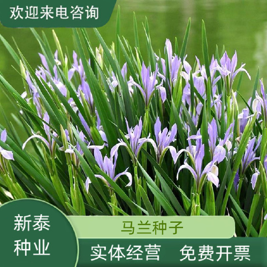 新采马莲种子马兰花种子新货马兰头鸡儿菜路边菊花种子花卉