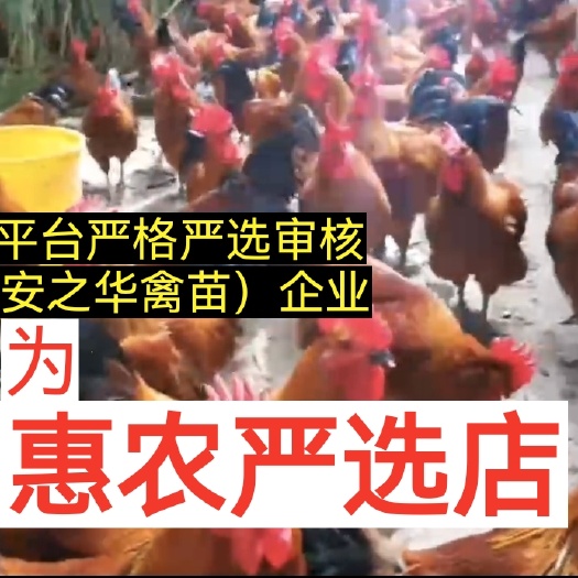 瑶鸡苗  麻鸡苗、（平台严选店），质量有保障