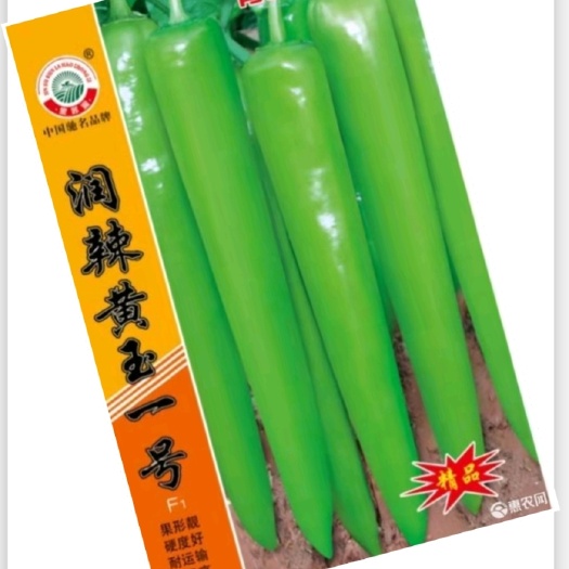 商丘尖椒种子 润辣黄玉黄皮椒，特大果青红两用