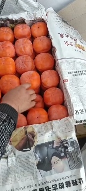 遵化市唐山磨盘柿子自家种植产地直销货源充足欢迎光临