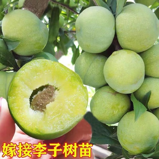 苍溪县四川青脆李嫁接苗品种保证当年挂果基地直发包邮