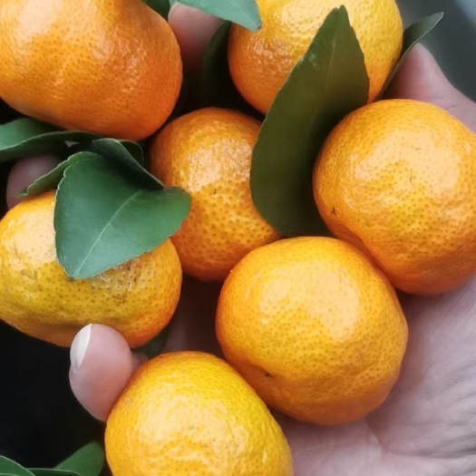 桂林砂糖橘