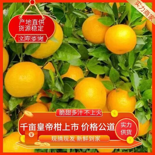 钟山县广西优惠皇帝柑价格1.2元代发贴品牌标。好货价低