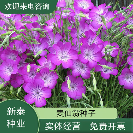 麦仙翁种子麦毒草花期长春季四季播花坛花境庭院景观花卉道路两侧