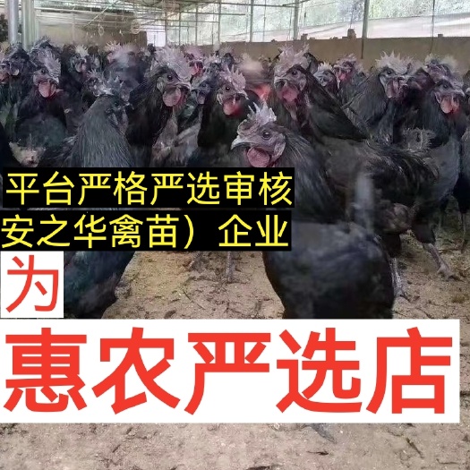 快大黑乌鸡.麻乌鸡、（平台严选店），质量有保障
