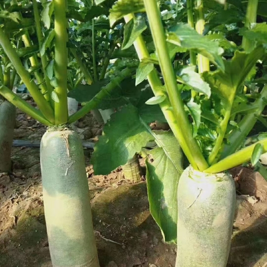 潍坊水果萝卜，大量上市，价格便宜，脆，甜。