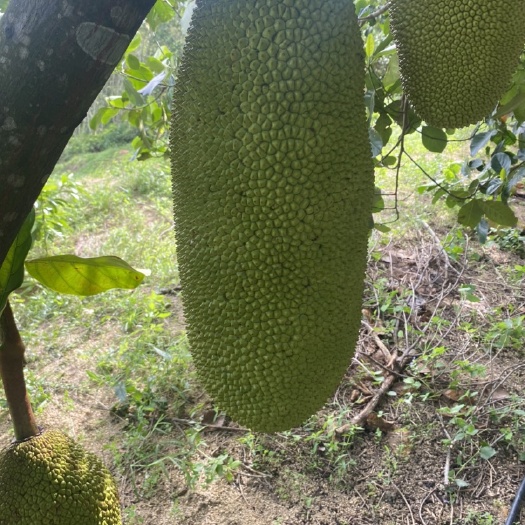 陵水县1号黄肉菠萝蜜
