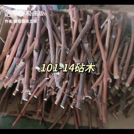 农家自留101-14葡萄砧木枝条扦插嫁接用枝条 嫁接亲和力