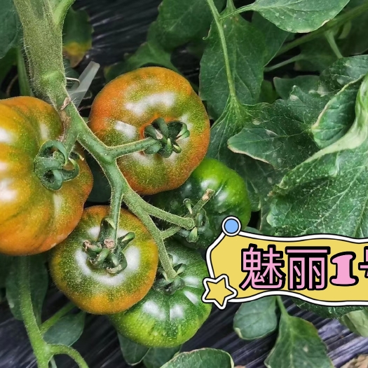寿光市口感番茄苗子优质苗子口感好青肩浓酸甜可口风味浓水果番茄苗子