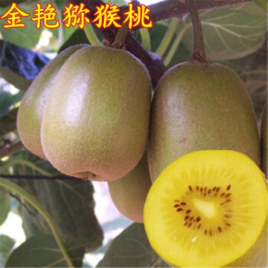 苍溪县金艳猕猴桃嫁接苗 当年挂果基地直发包邮