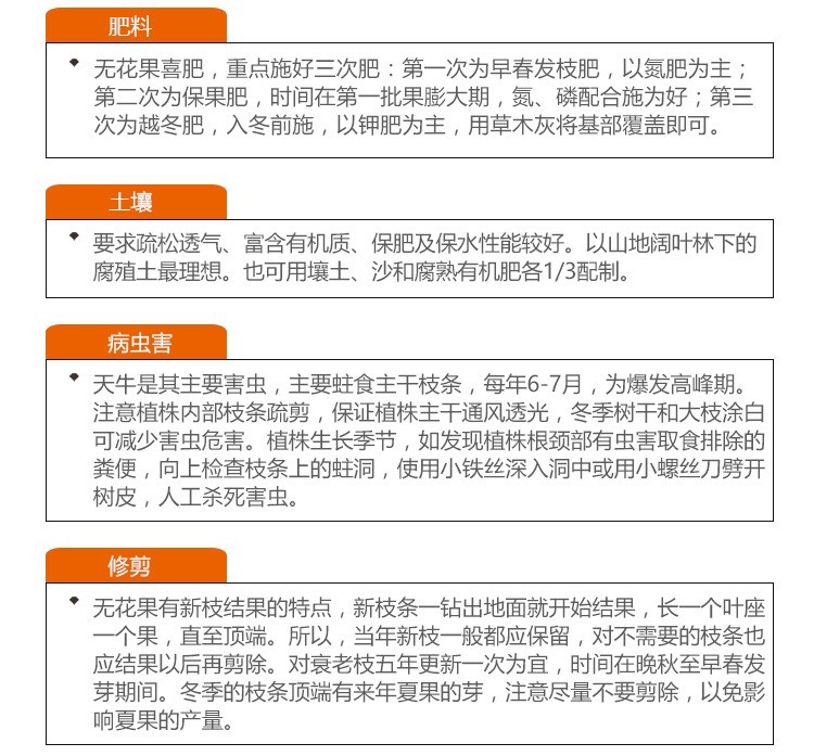 波姬红无花果苗  超甜无花果树苗 当年结果包品种、死苗补发