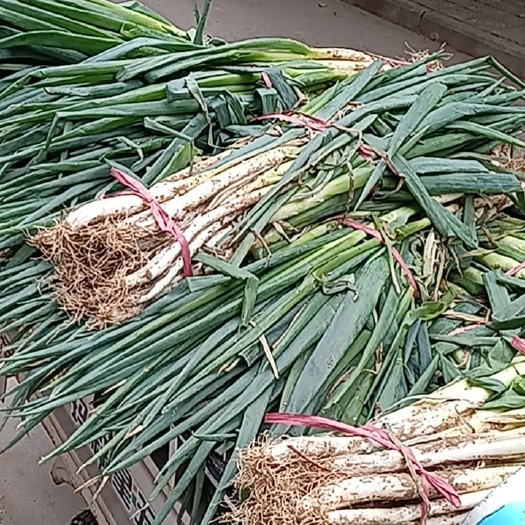 刚葱，大葱