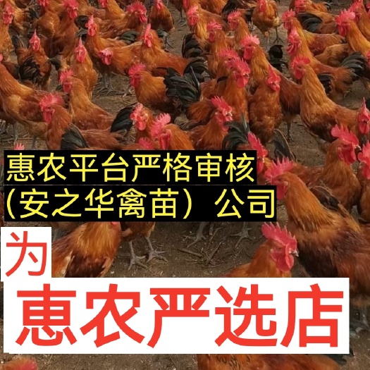 南宁青脚土鸡苗.（平台严选店），质量有保障