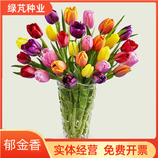 沭阳县郁金香种球 一代种球 多年生草本花卉 多种颜色