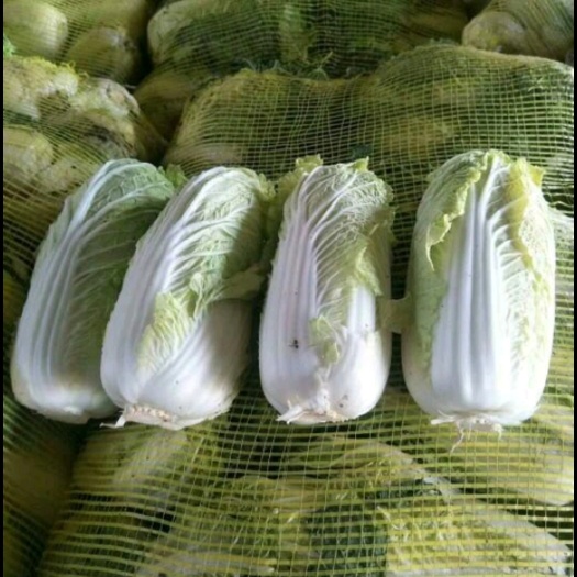 鹿邑县精品黄心娃娃菜大量。上市质量好，价格低，货源充足，质量保证！