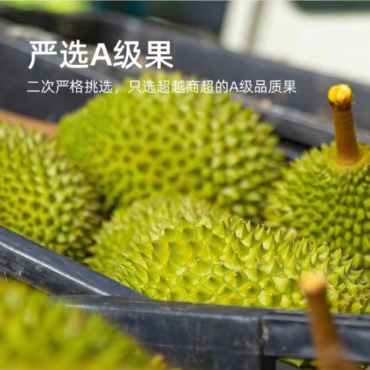 广州马来西亚液氮猫山皇榴莲AA-A-B级（果肉/盒）