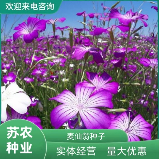 麦仙翁花种子庭院买毒草四季易种阳台种子芽率高室内盆栽绿化