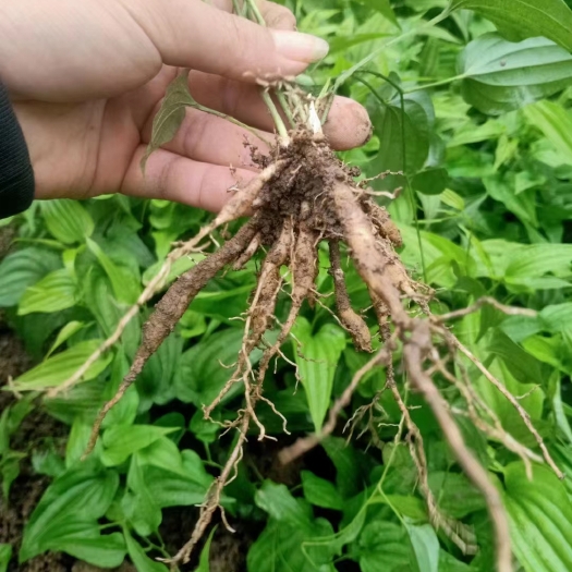 灵山县广西灵山百部药材种苗优质供应