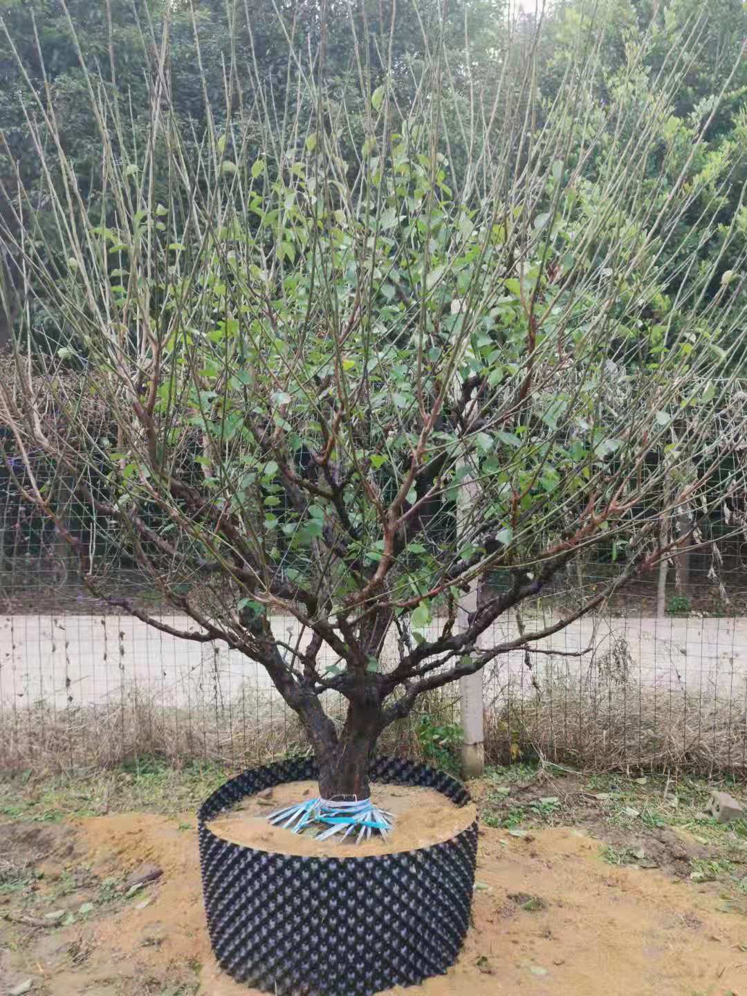 30年梅花盆景能卖多少钱？