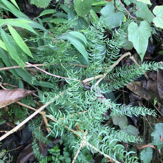 馬邊縣天門冬