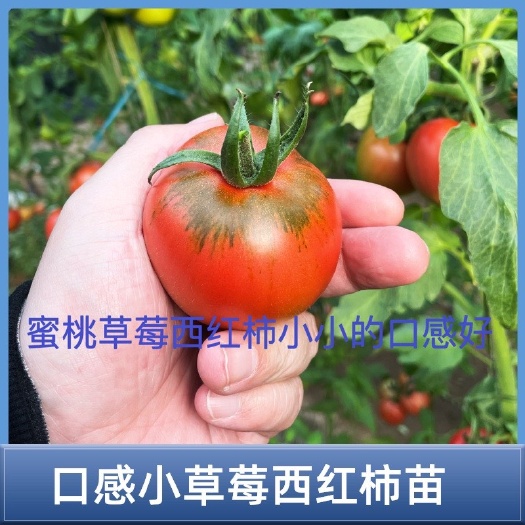 草莓西红柿苗蜜桃口感草莓西红柿苗小时候的味道量大从优基地培育