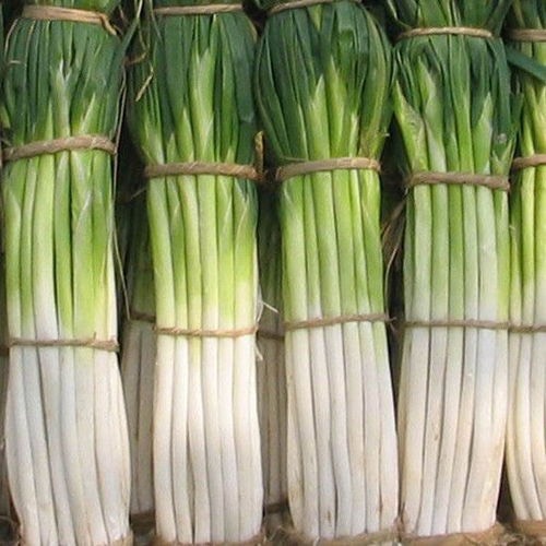 昌邑市大葱
