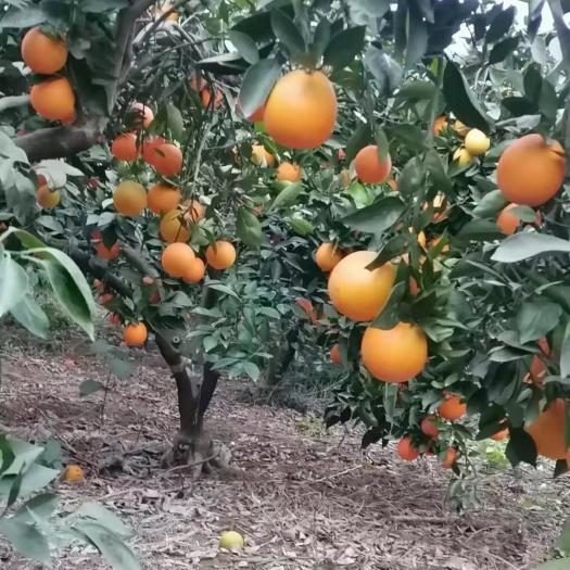 临澧县纽荷尔