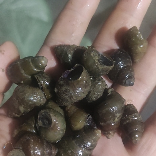 潮州石螺