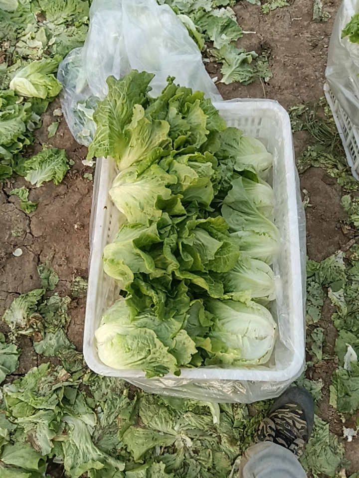 优质意大利生菜