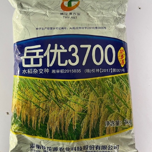 华容县桃花源 岳优3700晚稻 杂交水稻种子生育期109.6天