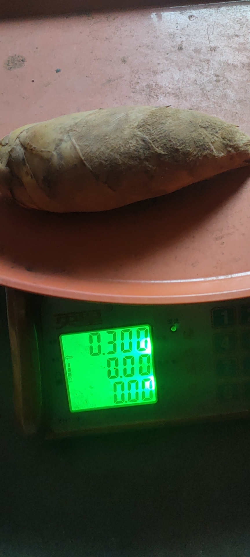 冬笋(2023年)  3两起 除根笋  一手货源 批发