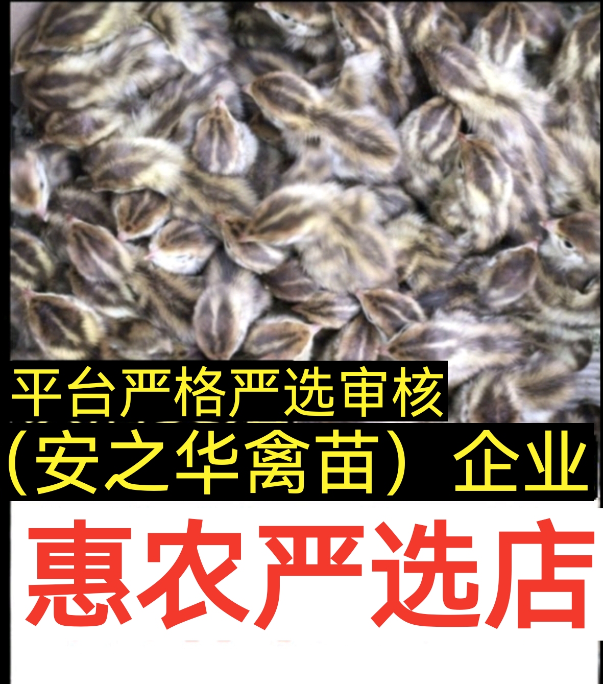 鹌鹑苗，（平台严选店），质量有保障