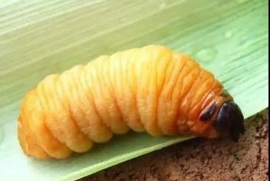 中山市高蛋白竹虫