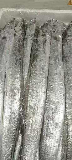 唐山批发零售渤海湾本地海产品，有生鲜，冻货，干货，本地带鱼，平鱼
